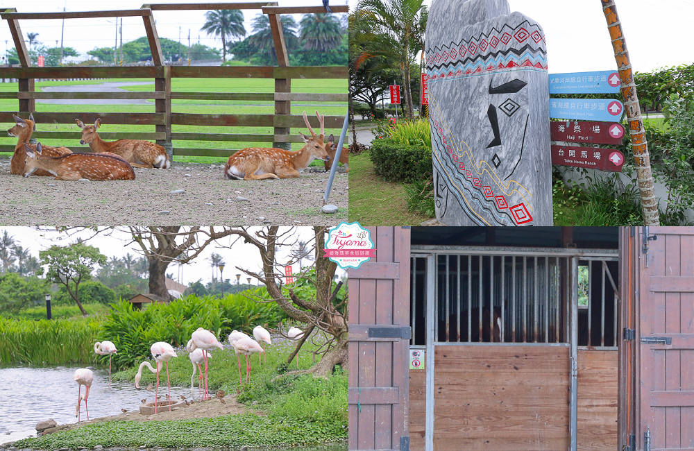 花蓮農場 花蓮免費親子景點 台開心農場 梅花鹿 馬場 孔雀 火鶴 大馬場騎馬體驗 緹雅瑪美食旅遊趣