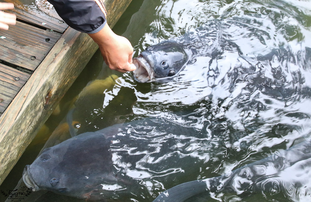花蓮親子景點 立川漁場黃金蜆的故鄉 餵魚摸蜊仔體驗 緹雅瑪美食旅遊趣