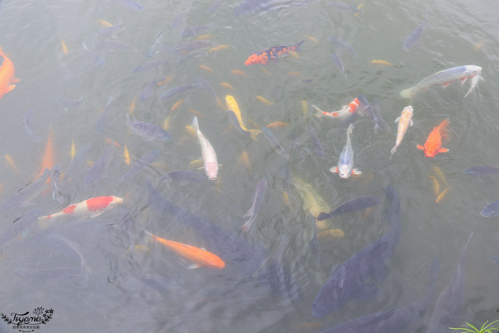花蓮親子景點，立川漁場 黃金蜆的故鄉，餵魚摸蜊仔體驗 @緹雅瑪 美食旅遊趣