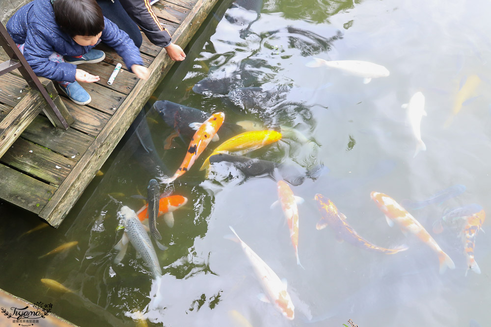 花蓮親子景點，立川漁場 黃金蜆的故鄉，餵魚摸蜊仔體驗 @緹雅瑪 美食旅遊趣