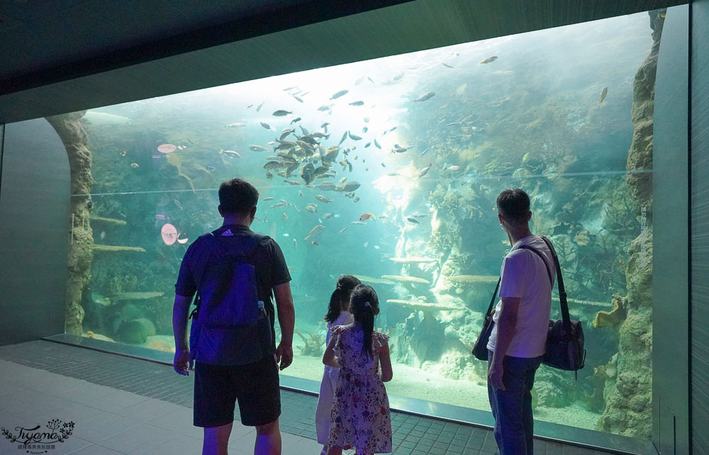 澎湖親子景點推薦 澎湖水族館門票 餵食秀時間 觸摸池開放時間 緹雅瑪美食旅遊趣