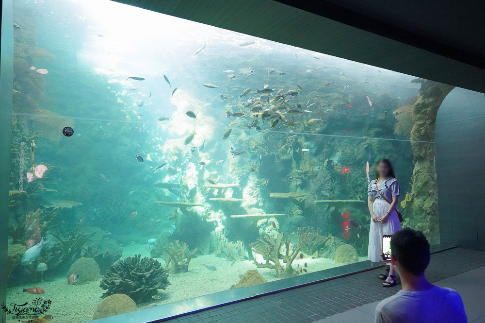 澎湖親子景點推薦，澎湖水族館門票、餵食秀時間、觸摸池開放時間 @緹雅瑪 美食旅遊趣