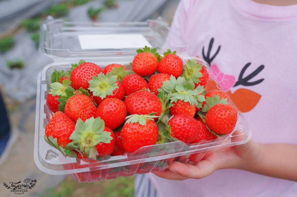 台南草莓園：台南開心有機農場，有機草莓、有機蕃茄開採囉！！ @緹雅瑪 美食旅遊趣