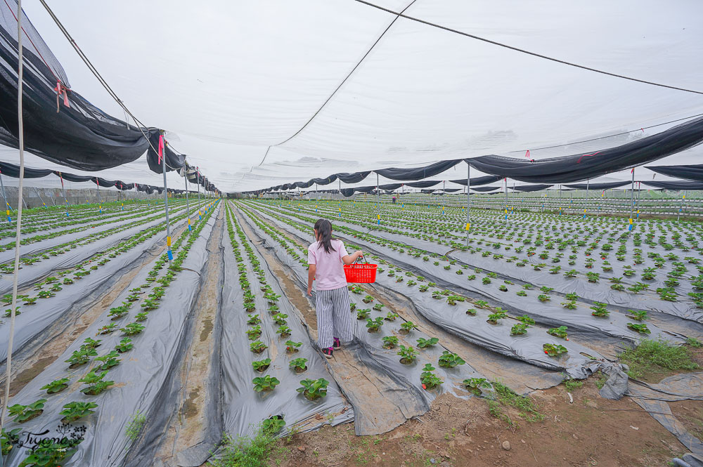 台南草莓園：台南開心有機農場，有機草莓、有機蕃茄開採囉！！ @緹雅瑪 美食旅遊趣