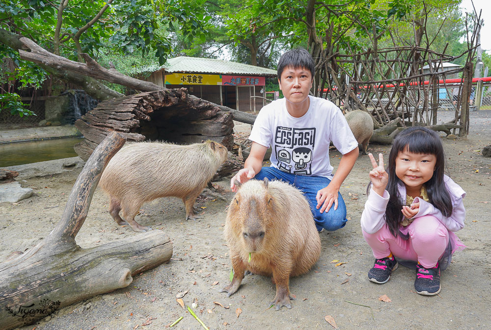 頑皮世界/台南動物園：餵食觸摸長頸鹿、水豚君、羊駝、梅花鹿，還有一票玩到底兒童遊樂園 @緹雅瑪 美食旅遊趣