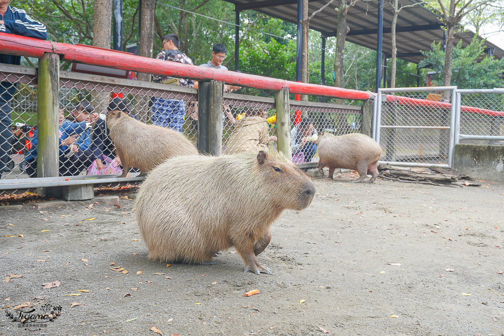 頑皮世界/台南動物園：餵食觸摸長頸鹿、水豚君、羊駝、梅花鹿，還有一票玩到底兒童遊樂園 @緹雅瑪 美食旅遊趣