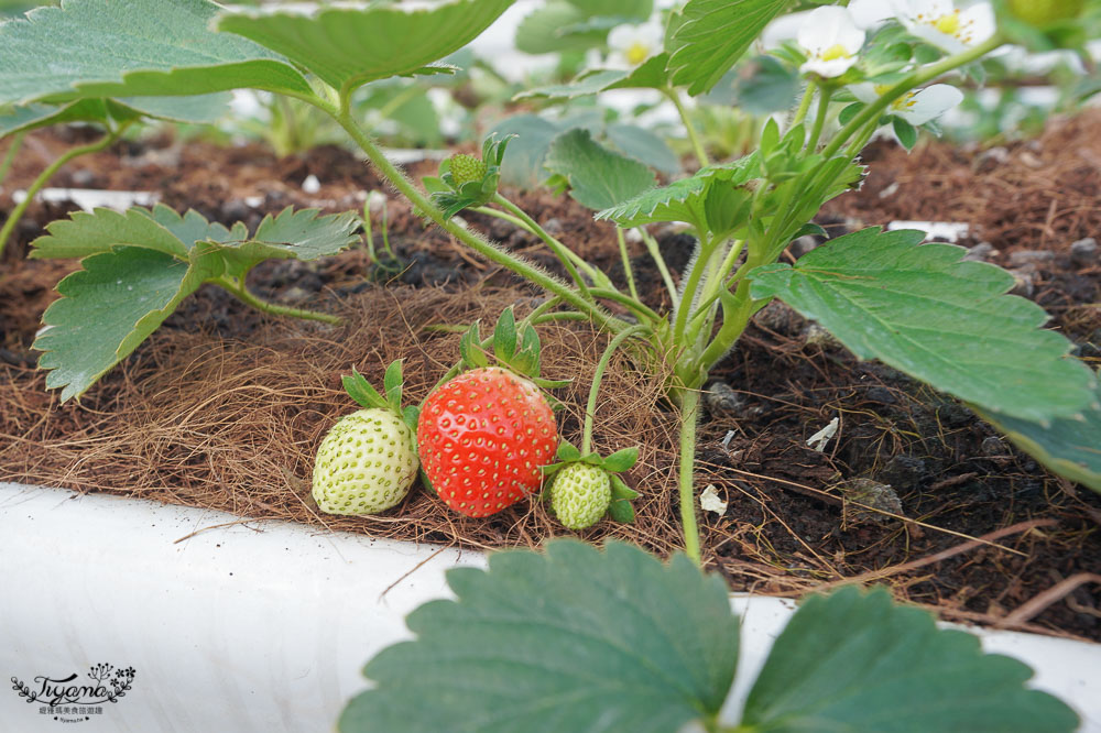 宜蘭採草莓》本事農莊：有機紅草莓、日本白草莓、粉紅草莓，室內溫室精緻栽種，不用洗就可以吃的白草莓！！ @緹雅瑪 美食旅遊趣