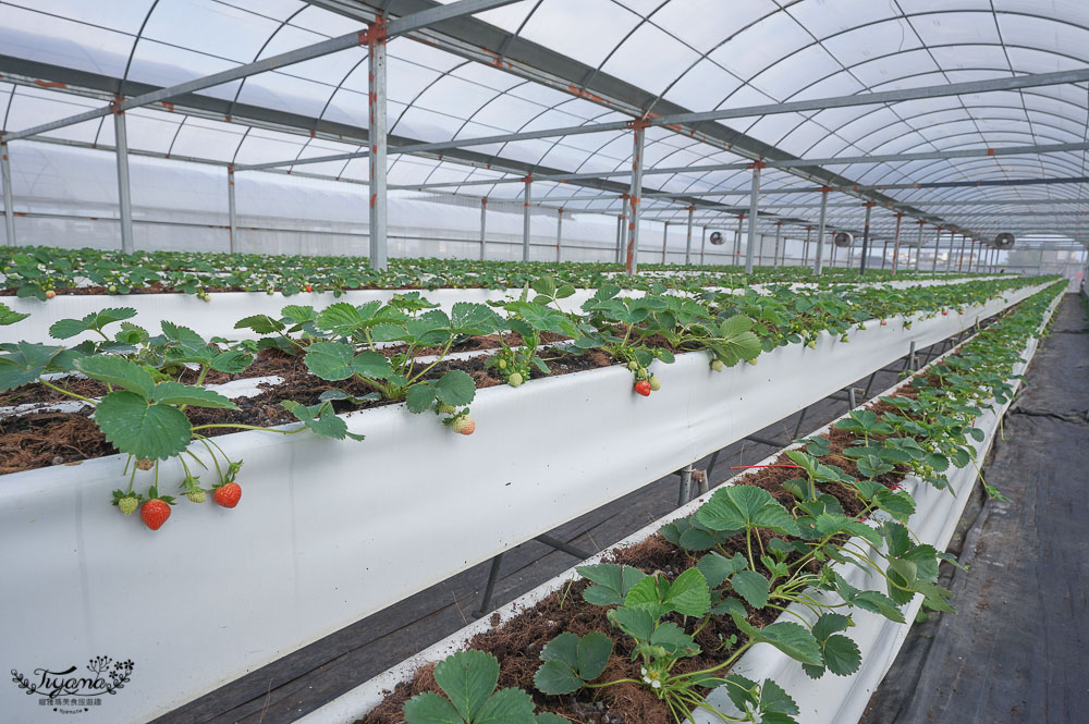 宜蘭採草莓》本事農莊：有機紅草莓、日本白草莓、粉紅草莓，室內溫室精緻栽種，不用洗就可以吃的白草莓！！ @緹雅瑪 美食旅遊趣