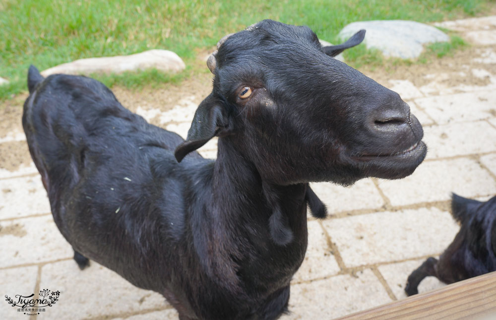 苗栗農場.苗栗景點》飛牛牧場 親子旅遊聖地，擠牛奶、餵小牛、小鴨、小羊~ @緹雅瑪 美食旅遊趣