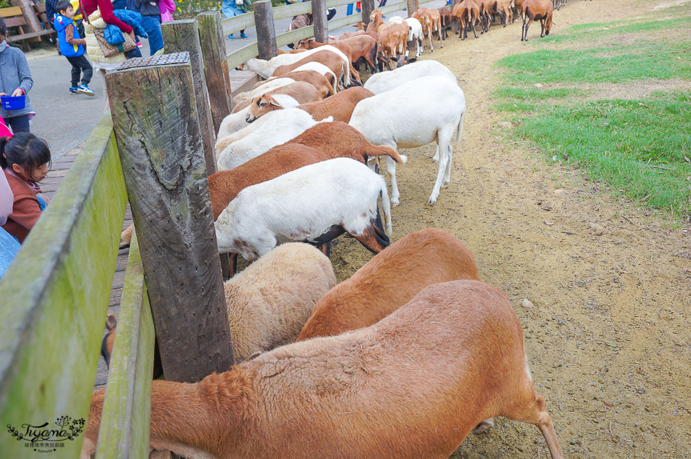苗栗農場.苗栗景點》飛牛牧場 親子旅遊聖地，擠牛奶、餵小牛、小鴨、小羊~ @緹雅瑪 美食旅遊趣