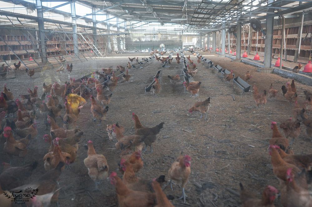 台南官田親子景點》烏山頭能源牧場，超有趣餵雞撿雞蛋農事體驗，好吃發電雞在這裡 @緹雅瑪 美食旅遊趣