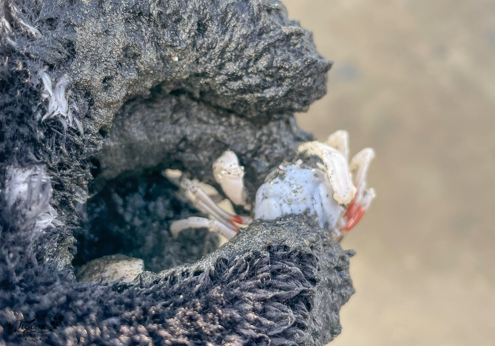 彰化挖蛤蜊|免費挖蛤蜊景點《漢寶濕地》，鏡面沙灘、親子挖蛤蜊、生態觀察 @緹雅瑪 美食旅遊趣