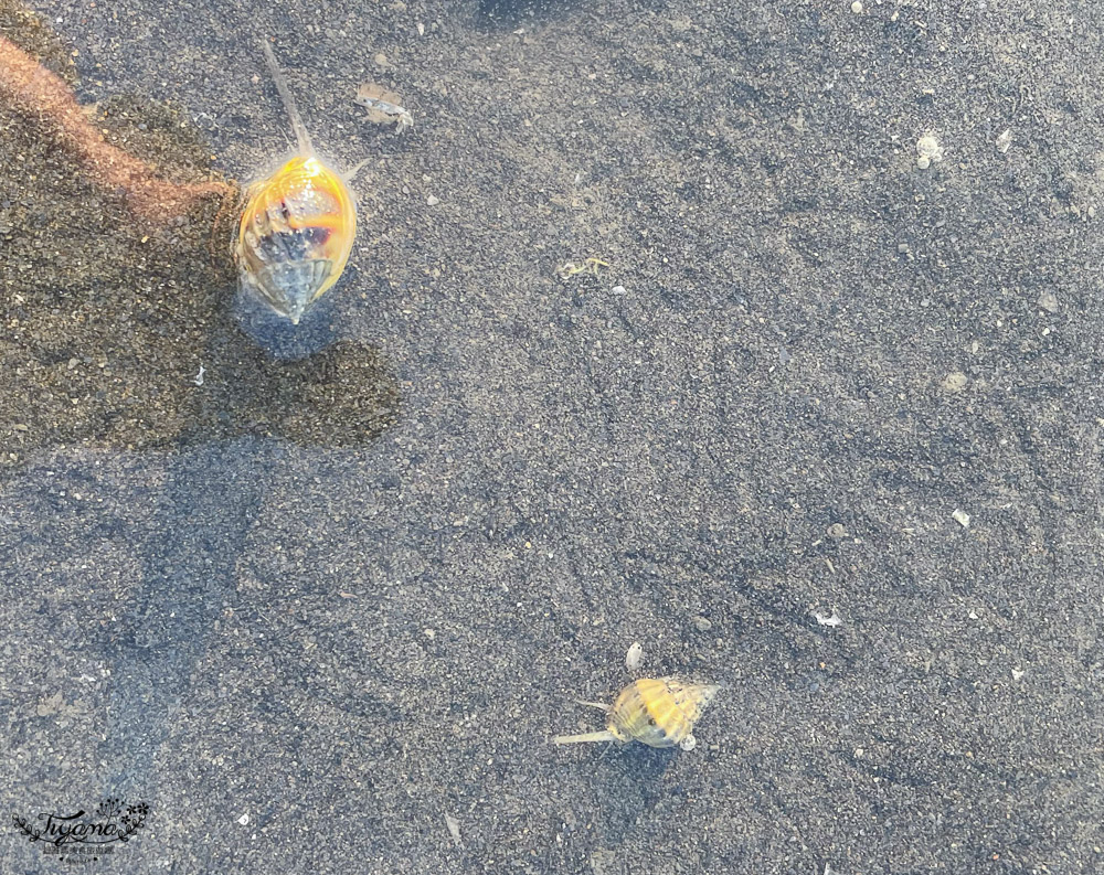 彰化挖蛤蜊|免費挖蛤蜊景點《漢寶濕地》，鏡面沙灘、親子挖蛤蜊、生態觀察 @緹雅瑪 美食旅遊趣