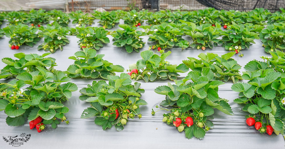 苗栗草莓園《上品草莓》超大鮮紅香水草莓，現在採正是時候！！ @緹雅瑪 美食旅遊趣
