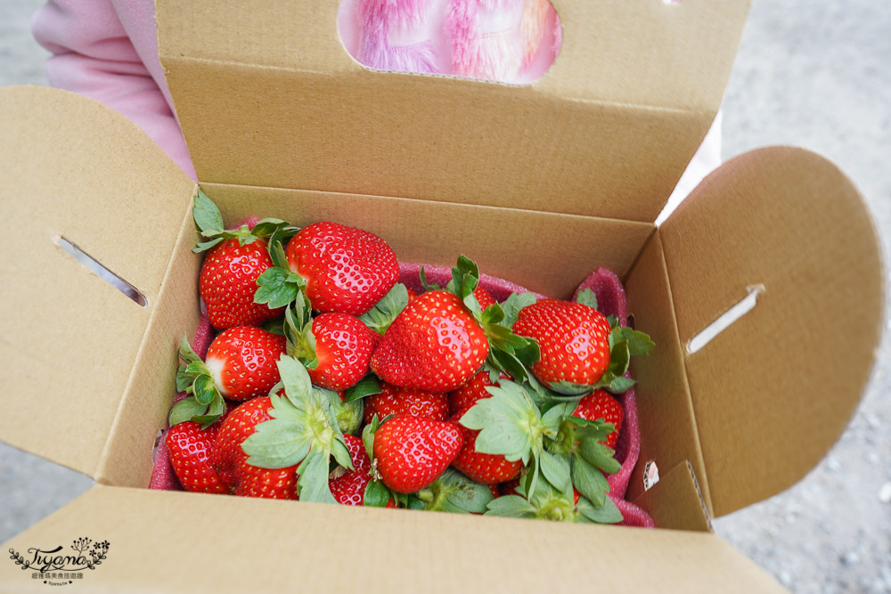 苗栗草莓園《上品草莓》超大鮮紅香水草莓，現在採正是時候！！ @緹雅瑪 美食旅遊趣