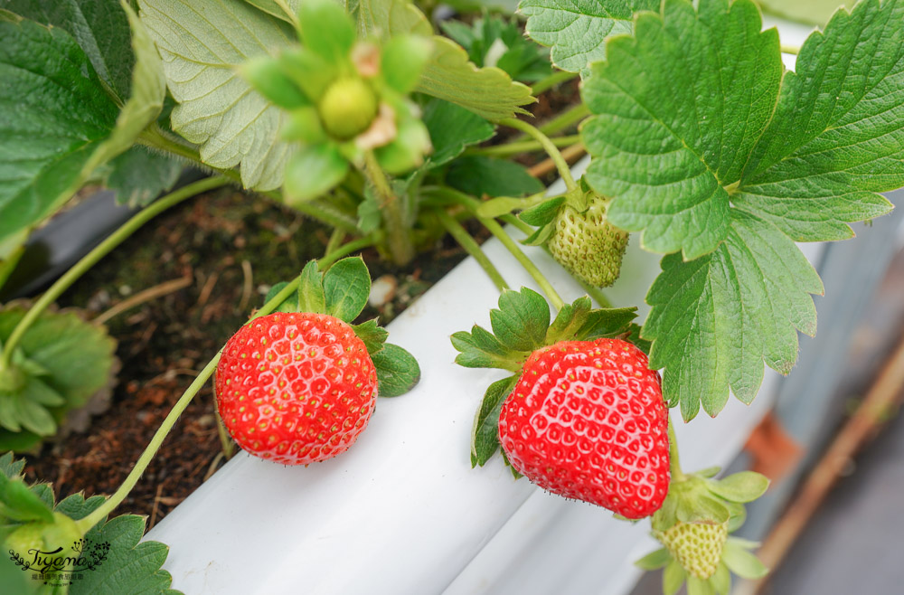 苗栗西湖也有草莓園《吉軒無毒草莓》無毒高架溫室草莓，價格親民~ @緹雅瑪 美食旅遊趣
