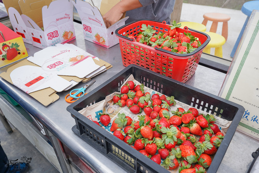 苗栗西湖也有草莓園《吉軒無毒草莓》無毒高架溫室草莓，價格親民~ @緹雅瑪 美食旅遊趣