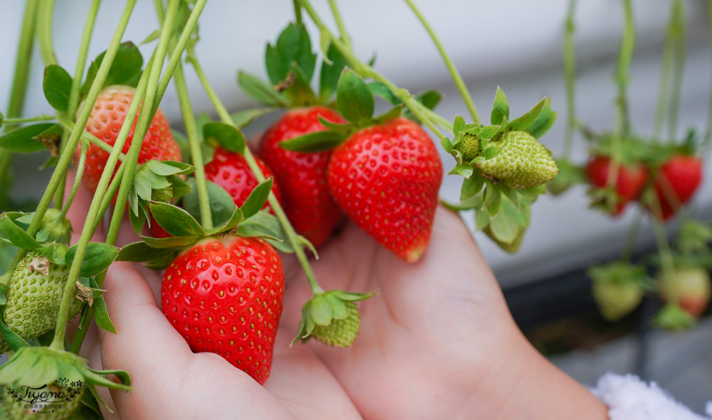苗栗公館採草莓《草莓達人》鮮紅欲滴的高架美姬草莓，快來採~ @緹雅瑪 美食旅遊趣