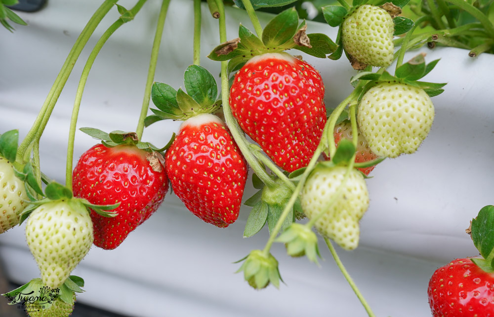 苗栗公館採草莓《草莓達人》鮮紅欲滴的高架美姬草莓，快來採~ @緹雅瑪 美食旅遊趣