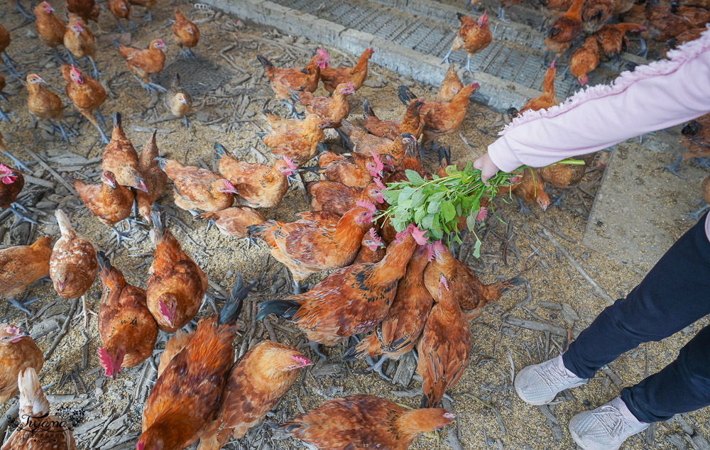 台南官田親子景點》烏山頭能源牧場，超有趣餵雞撿雞蛋農事體驗，好吃發電雞在這裡 @緹雅瑪 美食旅遊趣