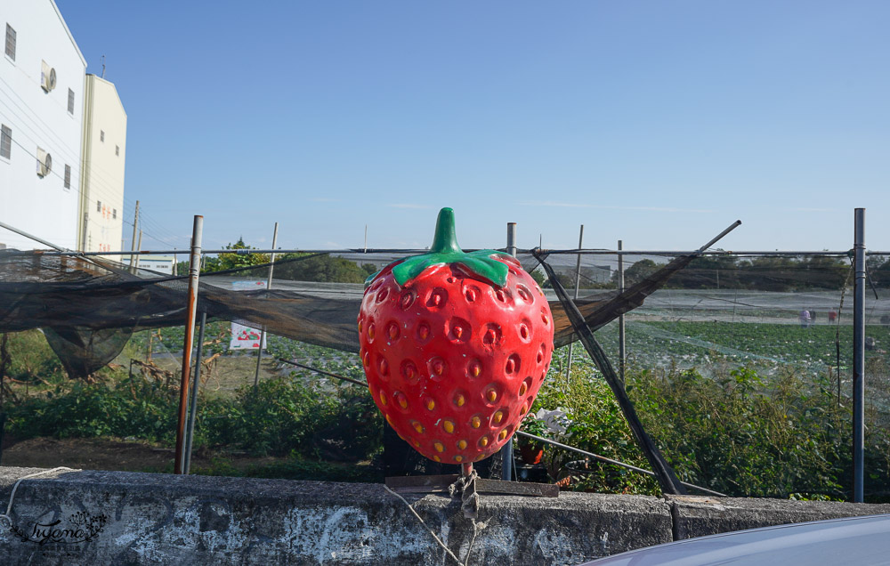 彰化草莓園《彰化虹妤草莓緣》日本豐香草莓，超濃郁草莓酸甜味 @緹雅瑪 美食旅遊趣