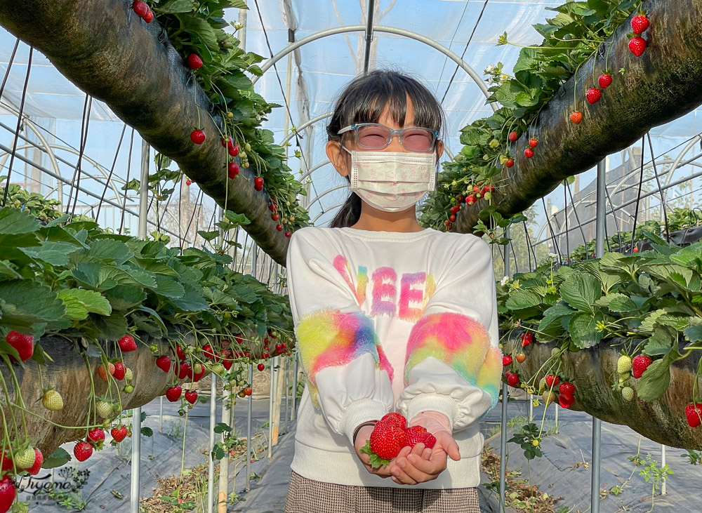 彰化草莓園《田庄小伙子》媲美日本草莓園溫室高架優質草莓園，架上看不到損傷草莓！！ @緹雅瑪 美食旅遊趣