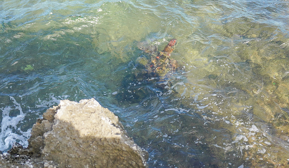小琉球看海龜景點《龍蝦洞》絕美海景岸洞美拍秘境，欣賞海龜景點 @緹雅瑪 美食旅遊趣