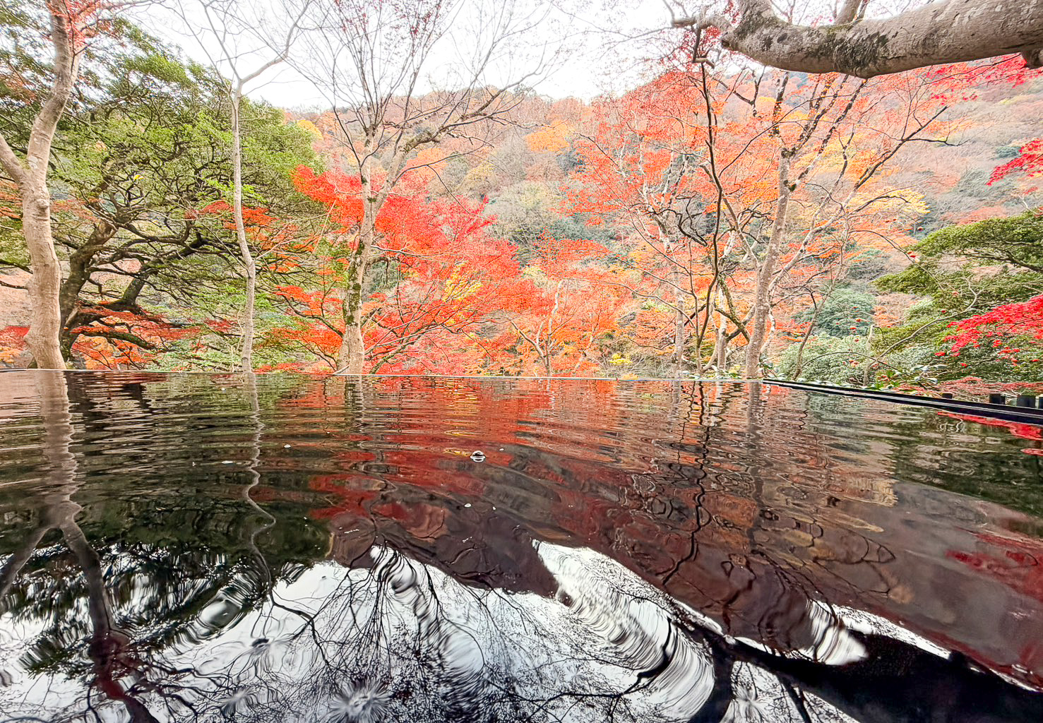 京都賞楓｜祐齋亭｜京都嵐山｜鏡面楓葉，染料藝術家工作室內的絕美秘境賞楓景點，宛如仙境！！ @緹雅瑪 美食旅遊趣