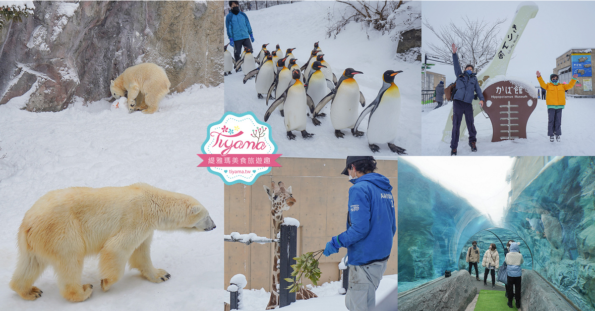 北海道景點｜旭山動物園冬季攻略！！全新棕熊館、北極熊寶寶Yume、企鵝遊行 @緹雅瑪 美食旅遊趣