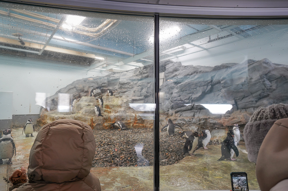 北海道景點｜旭山動物園冬季攻略！！全新棕熊館、北極熊寶寶Yume、企鵝遊行 @緹雅瑪 美食旅遊趣