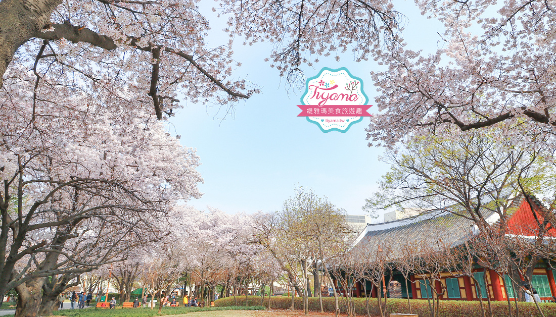 大邱賞櫻景點｜慶尚監營公園，大邱市區就有絕美雪白粉櫻花林 @緹雅瑪 美食旅遊趣