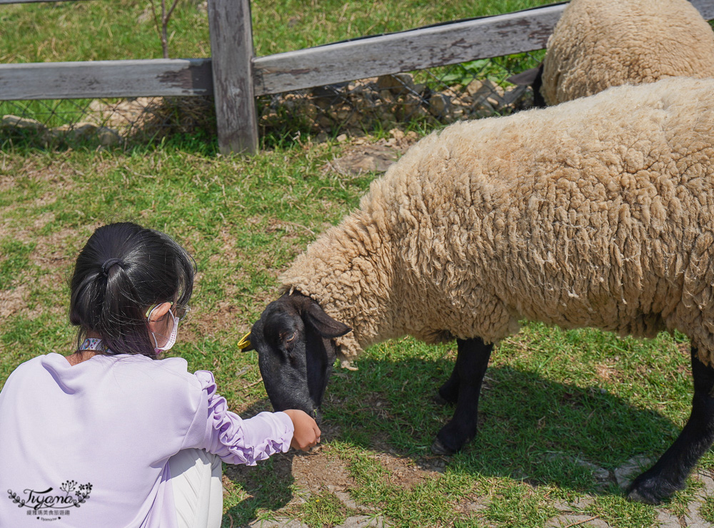 清境農場青青草原｜青青草原門票：清境景點必看療癒綿羊秀，宛如來到紐西蘭的大草原 @緹雅瑪 美食旅遊趣