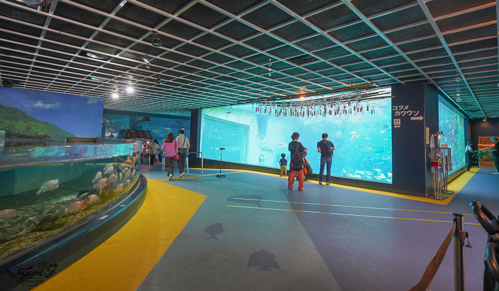 2024箱根景點｜箱根園水族館：日本最高的水族館，必看海豹表演秀！ @緹雅瑪 美食旅遊趣