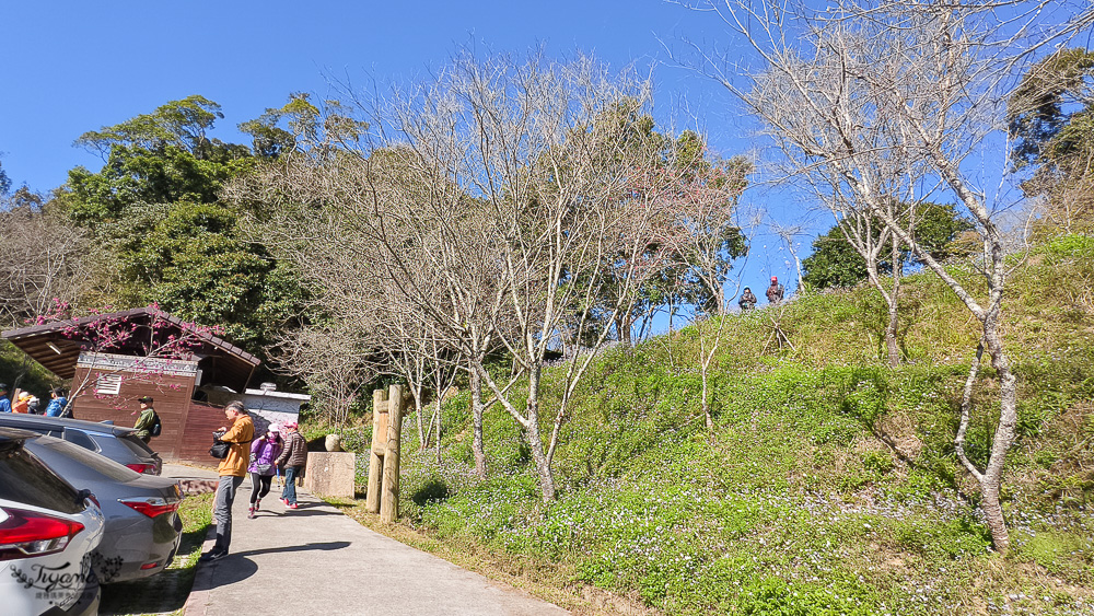 高雄賞櫻｜寶山二集團櫻花公園，開滿整片河津櫻的櫻花山坡公園，免費入園賞櫻 @緹雅瑪 美食旅遊趣