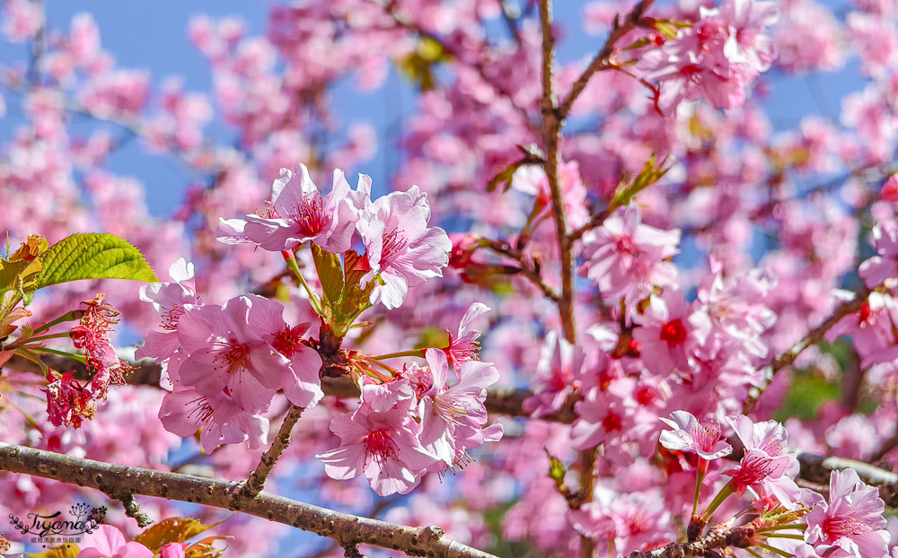 高雄賞櫻｜寶山二集團櫻花公園，開滿整片河津櫻的櫻花山坡公園，免費入園賞櫻 @緹雅瑪 美食旅遊趣