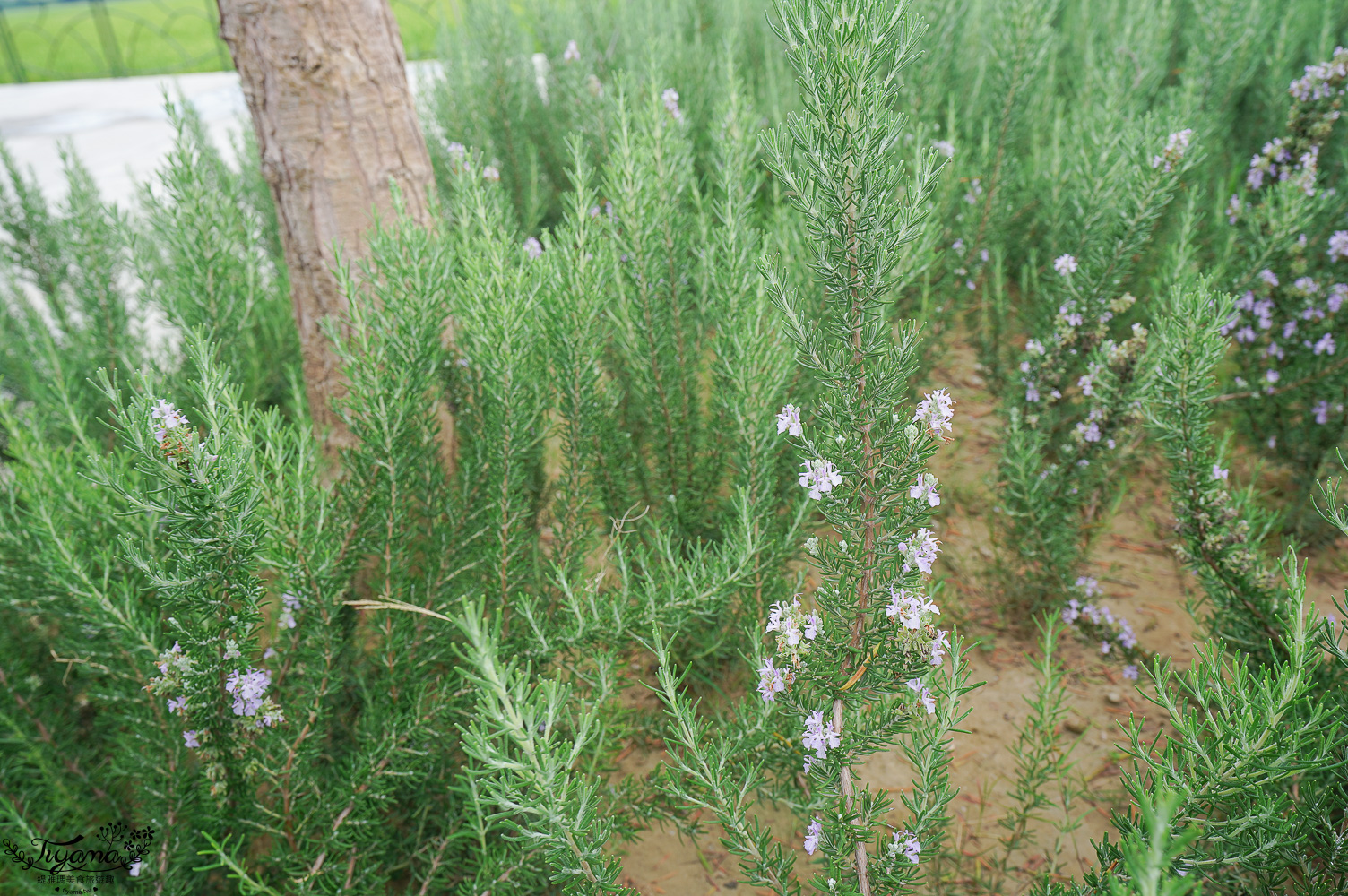 台南新景點.雅聞湖濱療癒森林:小人國歐式玫瑰花園,免門票中!! @緹雅瑪 美食旅遊趣 台南新景點.雅聞湖濱療癒森林:小人國歐式玫瑰花園,免門票中!! @緹雅瑪 美食旅遊趣