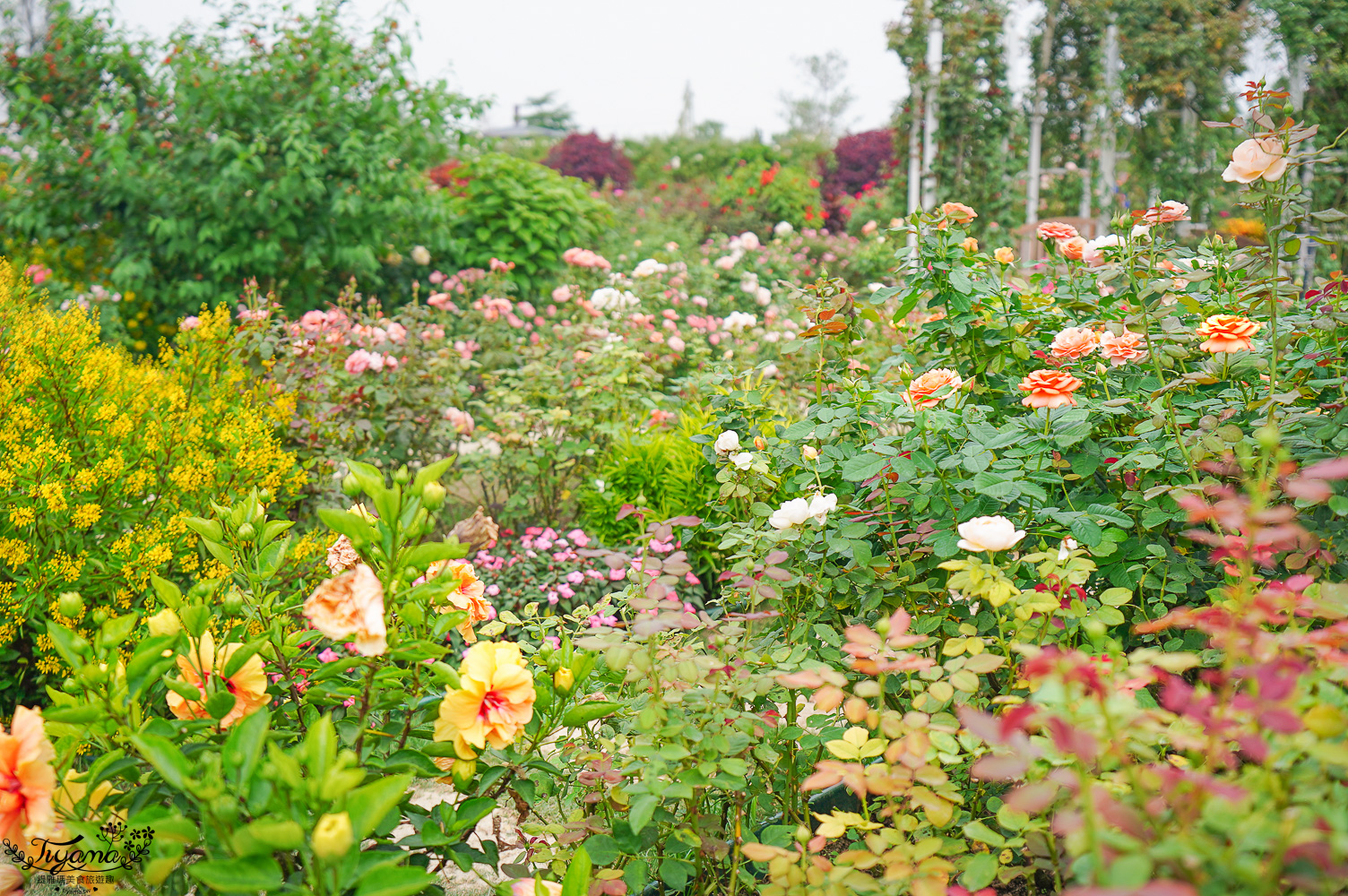 台南新景點．雅聞湖濱療癒森林：小人國歐式玫瑰花園，免門票中！！ @緹雅瑪 美食旅遊趣