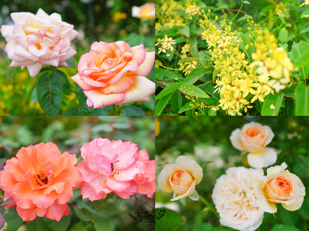 台南新景點．雅聞湖濱療癒森林：小人國歐式玫瑰花園，免門票中！！ @緹雅瑪 美食旅遊趣