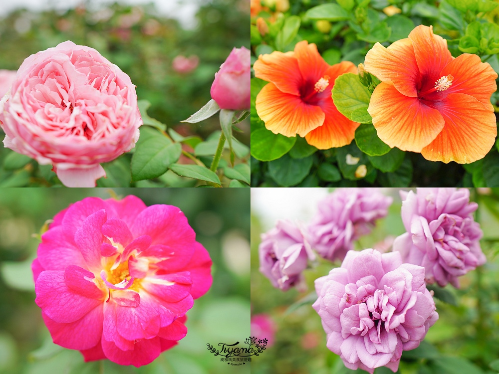 台南新景點.雅聞湖濱療癒森林:小人國歐式玫瑰花園,免門票中!! @緹雅瑪 美食旅遊趣 台南新景點.雅聞湖濱療癒森林:小人國歐式玫瑰花園,免門票中!! @緹雅瑪 美食旅遊趣