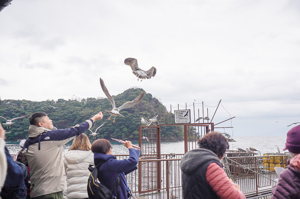 京都觀光船．伊根灣賞景觀光船，人氣海之京都景點「伊根灣古老舟屋」餵海鷗行程 @緹雅瑪 美食旅遊趣