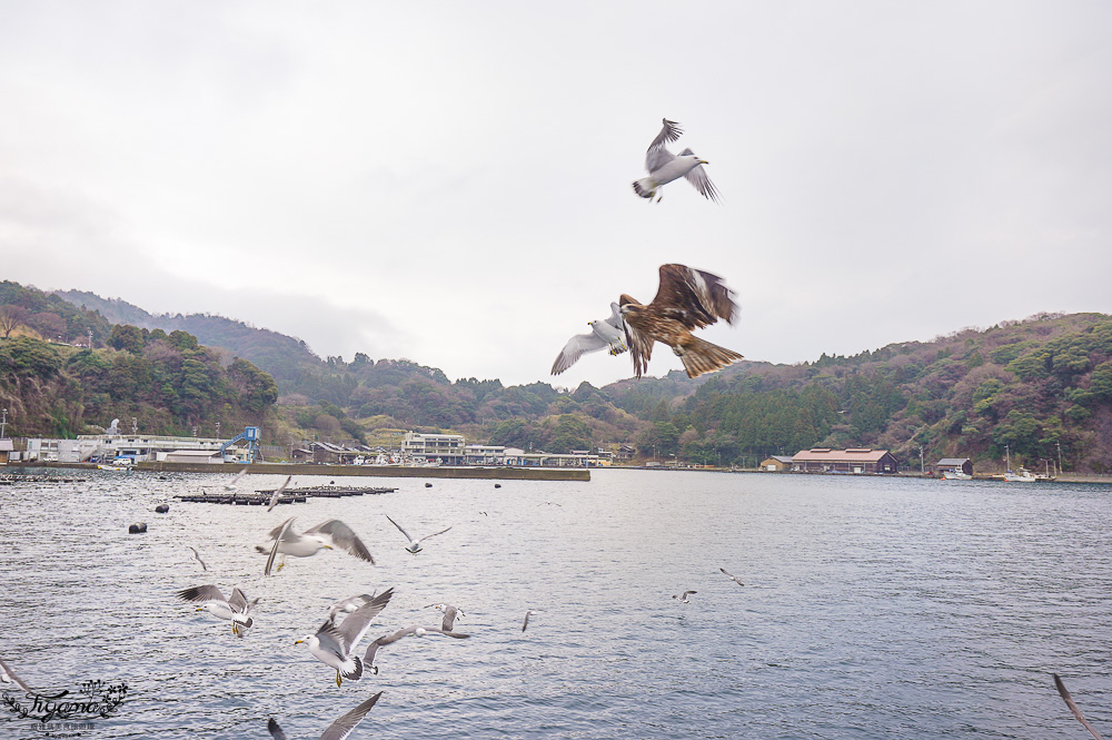 京都觀光船．伊根灣賞景觀光船，人氣海之京都景點「伊根灣古老舟屋」餵海鷗行程 @緹雅瑪 美食旅遊趣