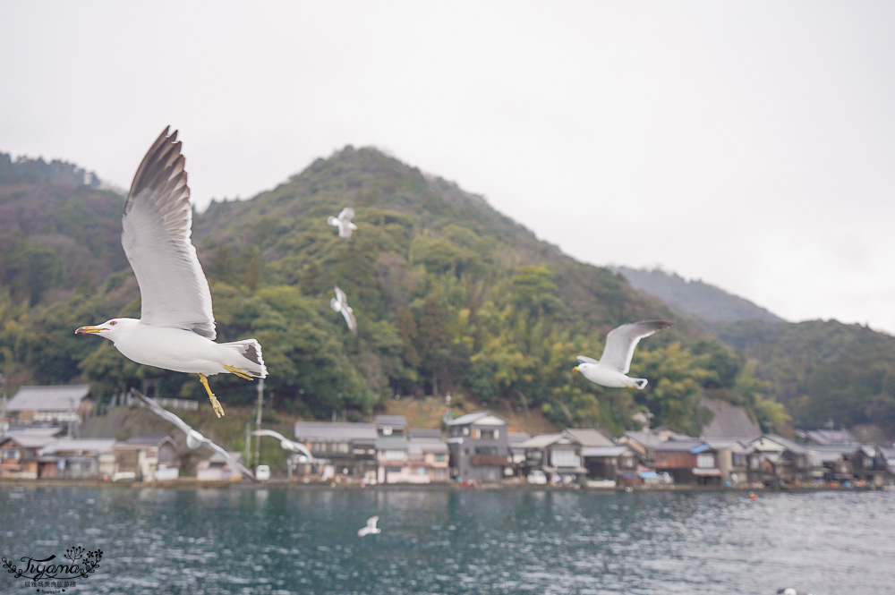 京都觀光船．伊根灣賞景觀光船，人氣海之京都景點「伊根灣古老舟屋」餵海鷗行程 @緹雅瑪 美食旅遊趣