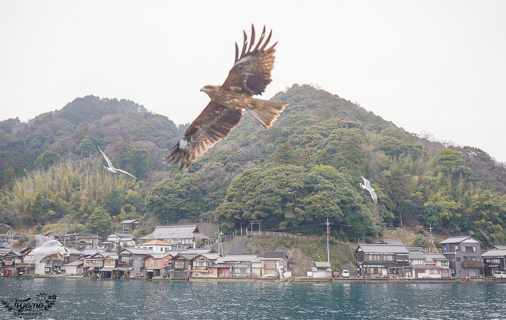 京都觀光船．伊根灣賞景觀光船，人氣海之京都景點「伊根灣古老舟屋」餵海鷗行程 @緹雅瑪 美食旅遊趣