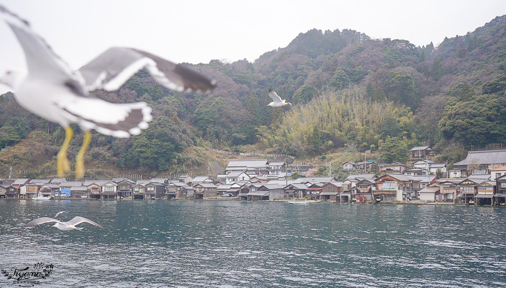 京都觀光船．伊根灣賞景觀光船，人氣海之京都景點「伊根灣古老舟屋」餵海鷗行程 @緹雅瑪 美食旅遊趣