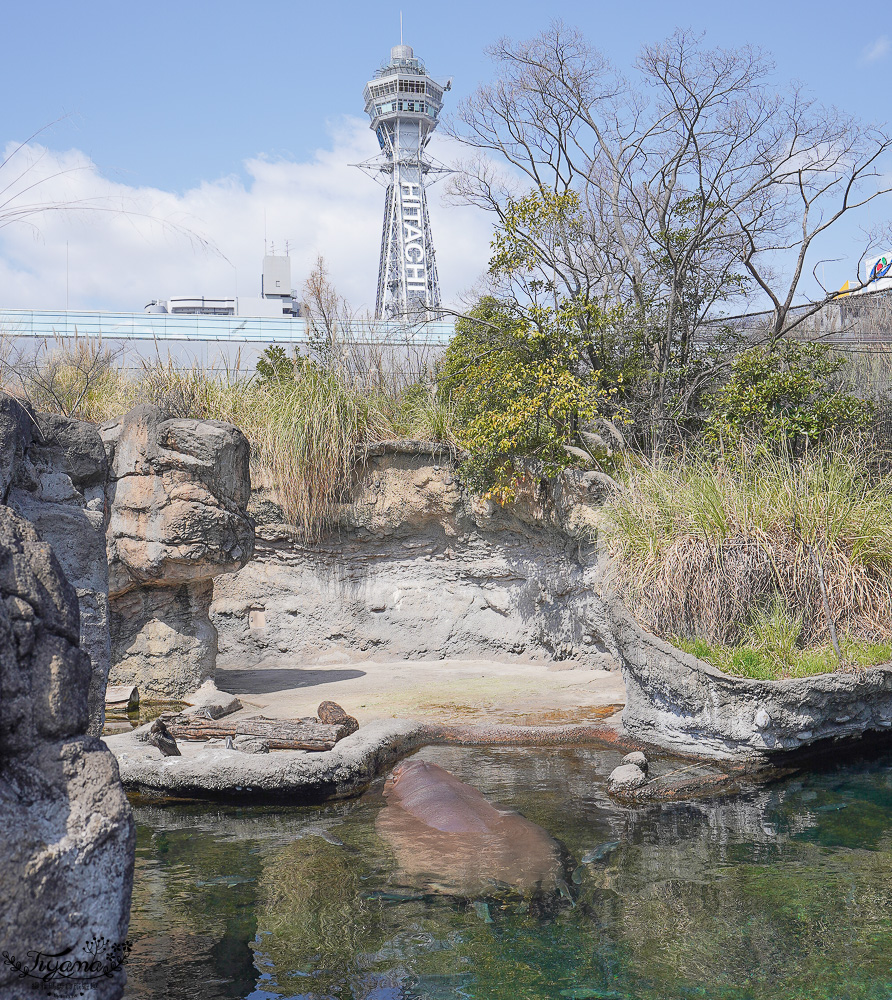 大阪景點。大阪市天王寺動物園，大阪周遊卡可免費入園，通天閣旁的人氣景點 @緹雅瑪 美食旅遊趣