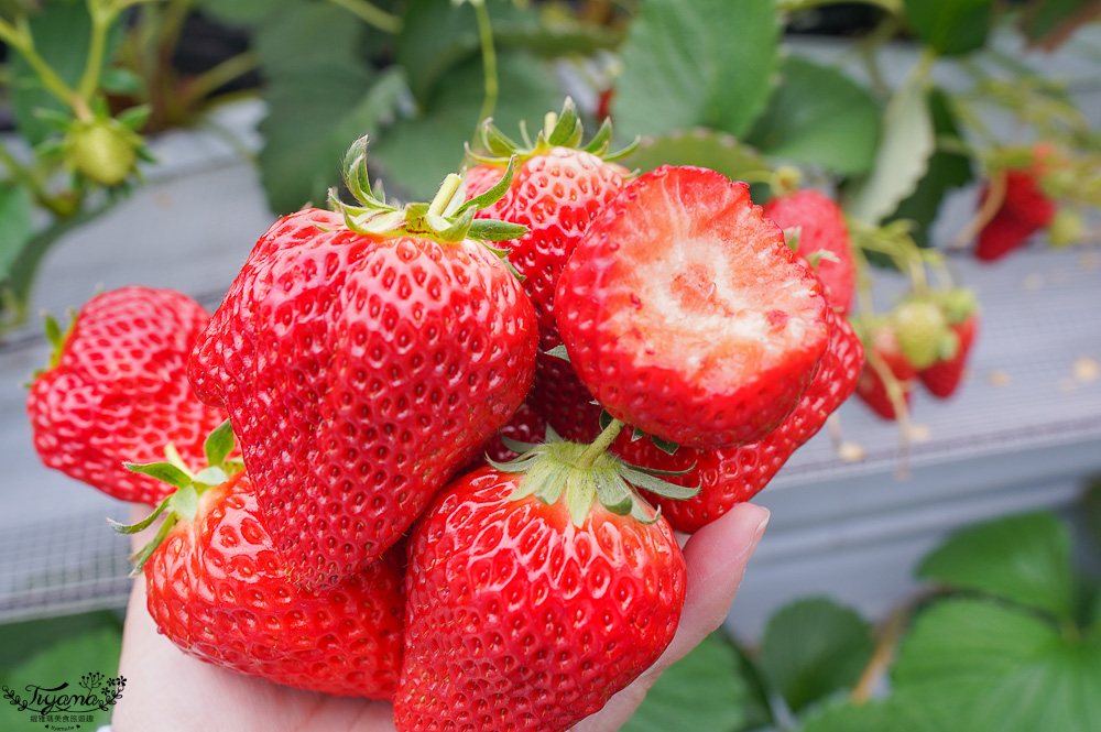 日本採水果吃到飽景點特輯！！收錄6+1個日本現採現吃水果&吃到飽景點，水蜜桃吃到飽、草莓吃到飽、櫻桃吃到飽、哈蜜瓜吃到飽、採麝香葡萄 @緹雅瑪 美食旅遊趣