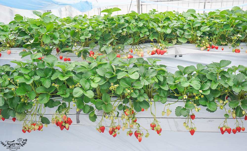 日本草莓吃到飽，現採現吃！熊本草莓園「吉次園」放題，熊本プリン水果布丁小店 @緹雅瑪 美食旅遊趣