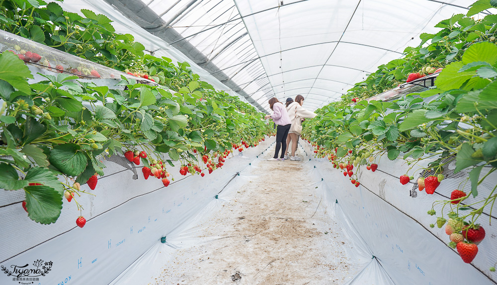 日本採水果吃到飽景點特輯！！收錄6+1個日本現採現吃水果&吃到飽景點，水蜜桃吃到飽、草莓吃到飽、櫻桃吃到飽、哈蜜瓜吃到飽、採麝香葡萄 @緹雅瑪 美食旅遊趣