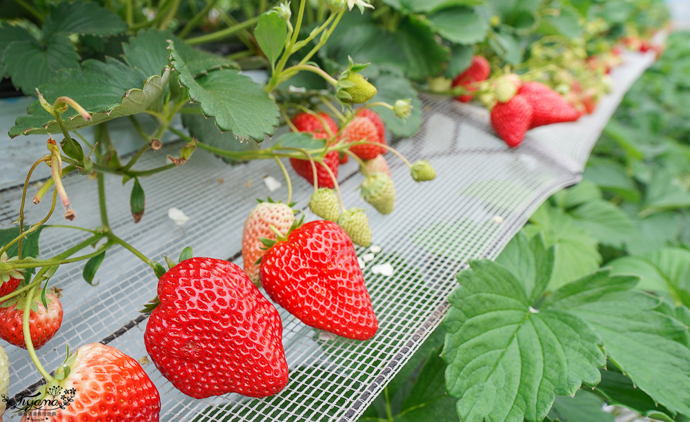 日本草莓吃到飽，現採現吃！熊本草莓園「吉次園」放題，熊本プリン水果布丁小店 @緹雅瑪 美食旅遊趣