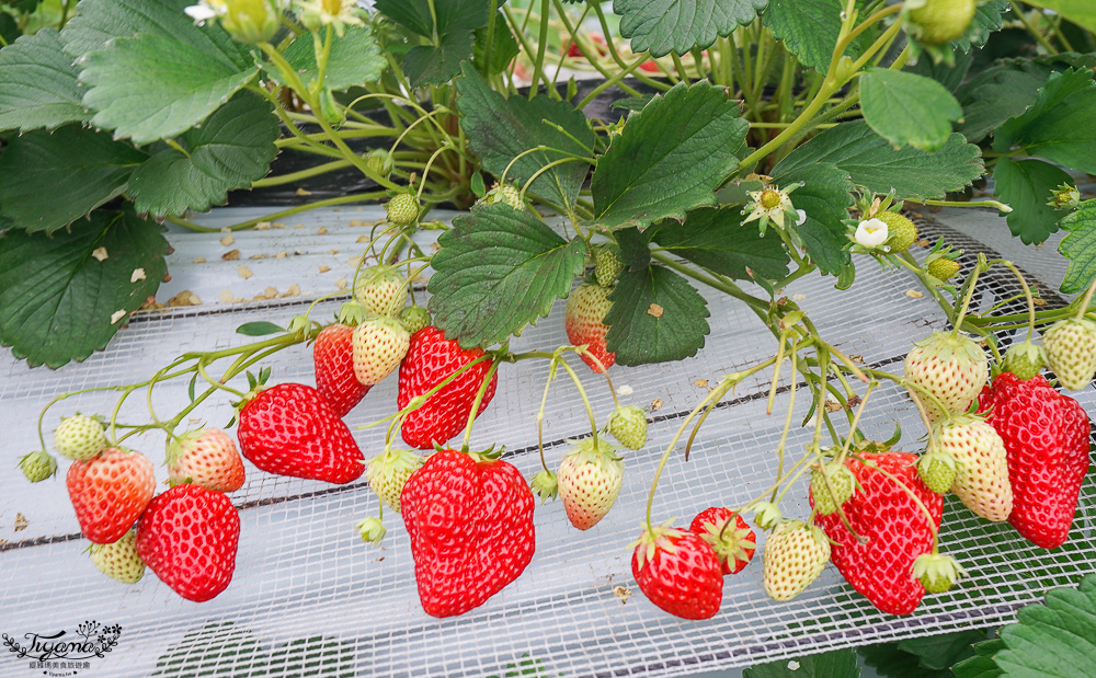 日本草莓吃到飽，現採現吃！熊本草莓園「吉次園」放題，熊本プリン水果布丁小店 @緹雅瑪 美食旅遊趣